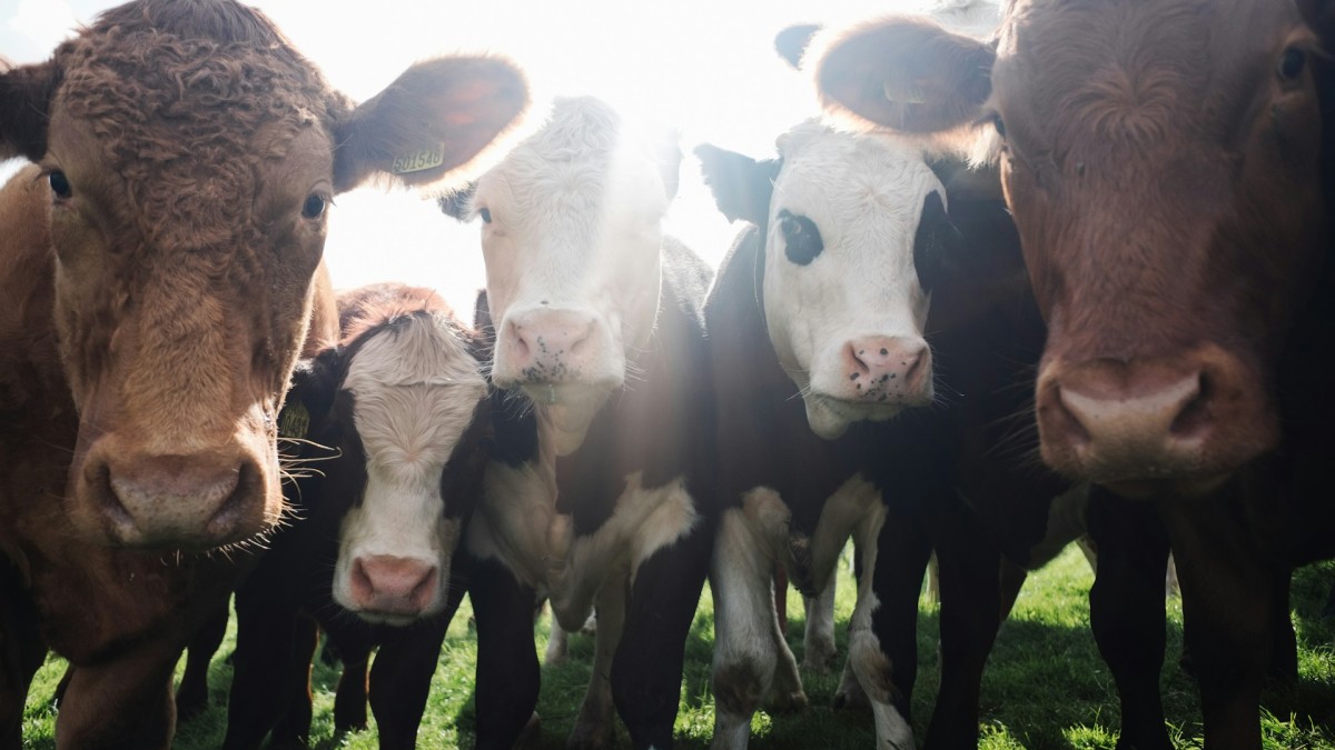 Anaerobic digesters at a cattle feedlot producing natural gas